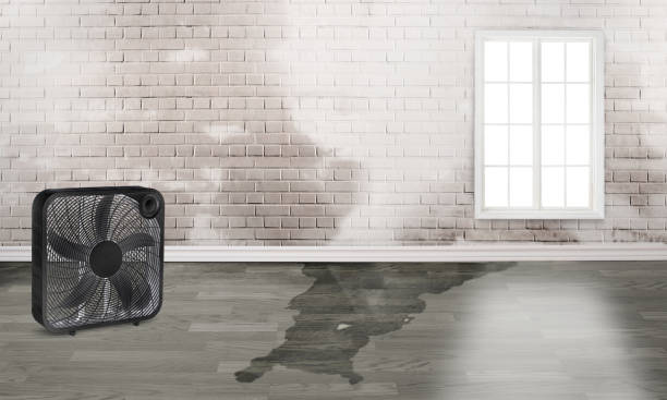 Best Basement water damage restoration  in Lake Park, FL